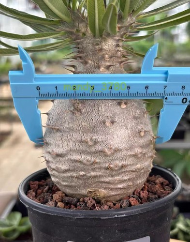 Pachypodium rosulatum