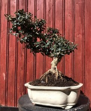 BONSAÏ MÉDITERRANÉEN