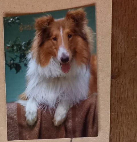 Carte postale chien musicale - chien,