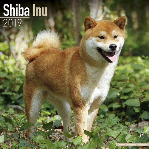 Calendrier 2019 shiba - calendrier,