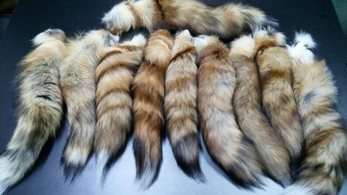 Queue renard - de,