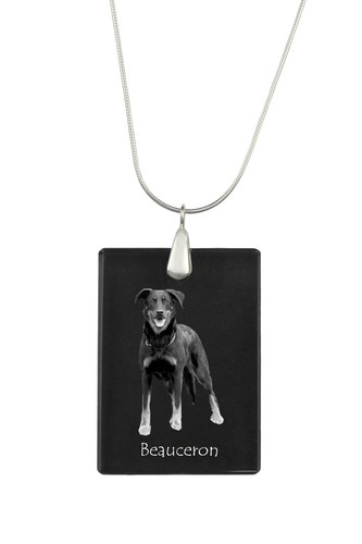 Berger beauce beauceron - beauce,,