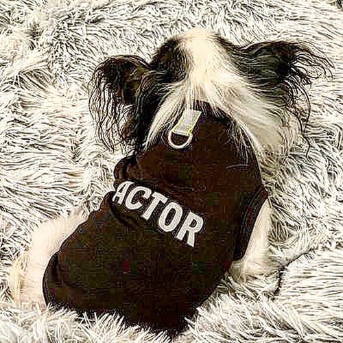 Heartpup actor dog shirt - actor, with
