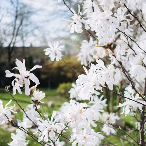 Magnolia stellata waterlily - stellata, 'waterlily'