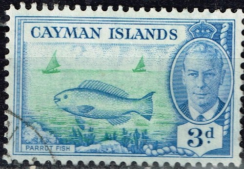 British caiman islands marine - caiman,