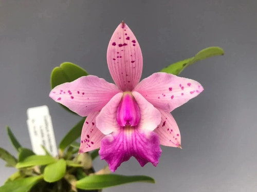 Kiyoka kitou cattleya - lc.,