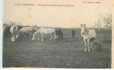 GARD  LE CAILAR    Manade de