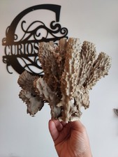 Tube sponge - Callyspongia - Natural specimen ?✨