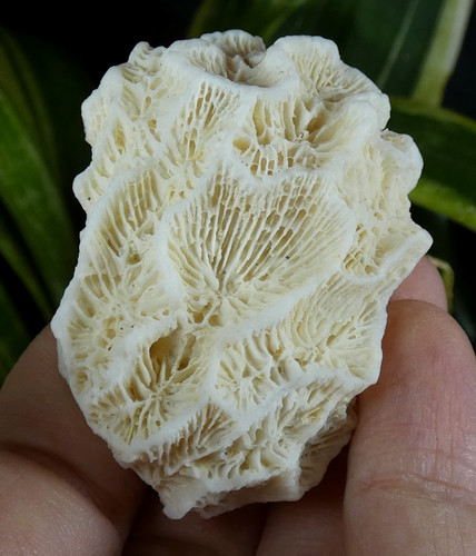 Corail cerveau structure - corail,