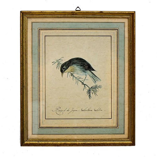 Cadre oiseau rossignol - oiseau,