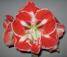 Amaryllis (Hippeastrum) - 'Samba'. Gros bulbe.