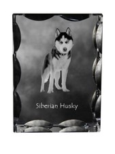 Husky Sibérien - Cristal Avec