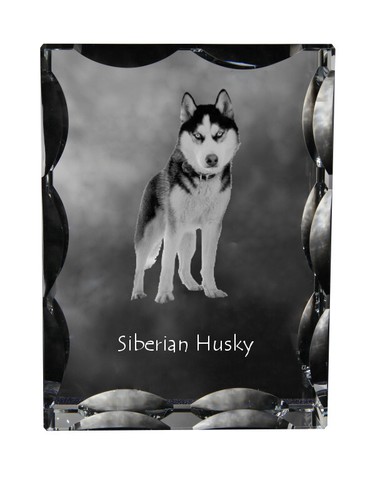 Husky sibérien cristal - husky,