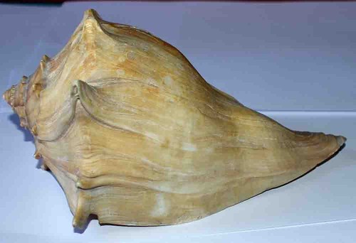 Sea shell coquillages - shell,