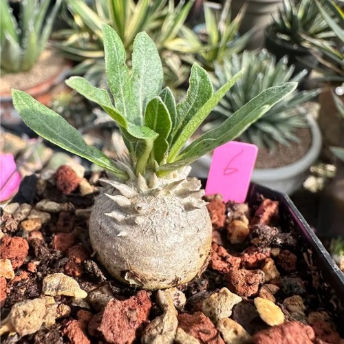 1piece 2cm seedling - 1piece,