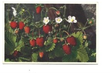 FANTAISIE - FRAISIERS DES BOIS