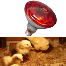 Lampe Chauffante pour Poules