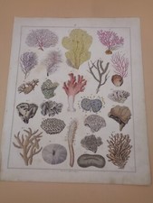 Corail, coraux   Gravure 19e