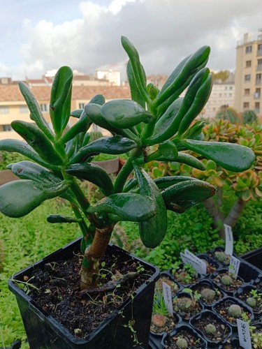 Crassula ovata horn tree - ovata, "horn