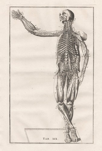 Squelette humain muscles - squelette,