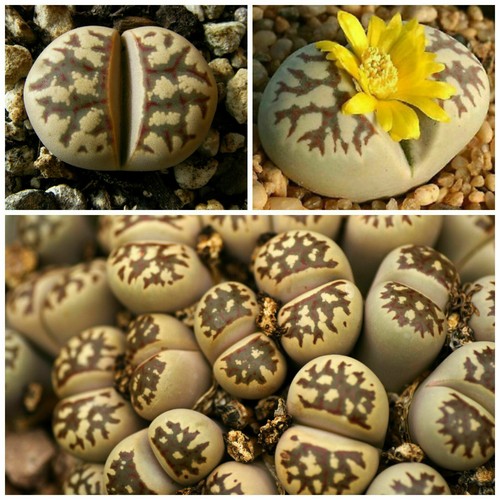 Graines lithops dorotheae - graines,