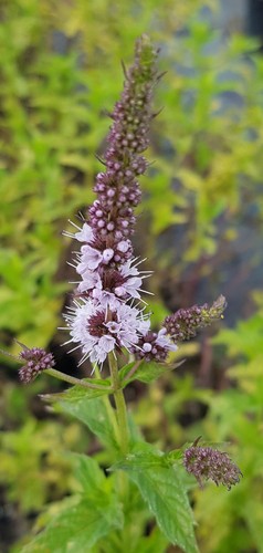 Mentha madagascar menthe - x, 'madagascar'