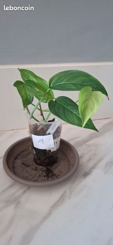 Monstera obliqua brazil