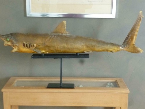 Beau requin shark naturalise