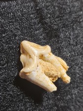 Rarissime!! Dent fossile de