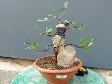Bonsaï ficus 40 x 14 cm en pot de deux ans avec pierres naturelles lavées...