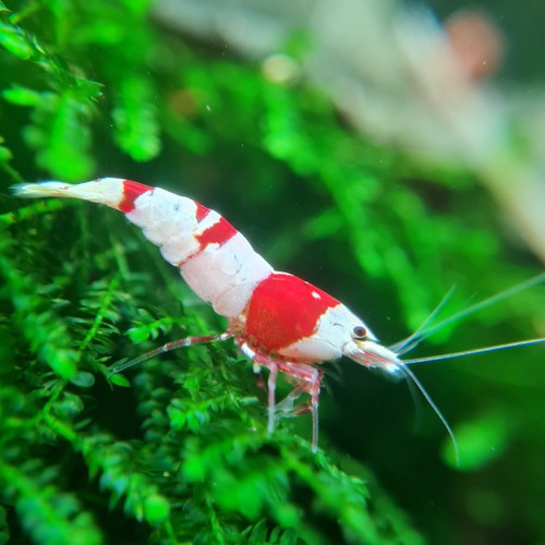 Lot 2 crevettes - lot, prl