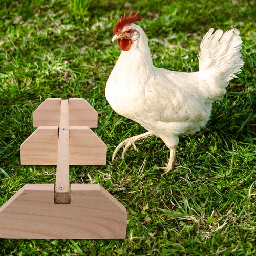 Activité des poules pondeuses - des,