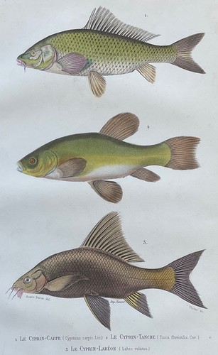 Zoologie cyprin carpe - zoologie, cyprin-carpe