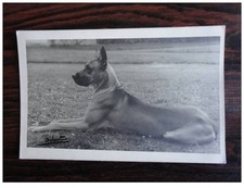 Postcard photo animals competition dog Great Dane (1223)