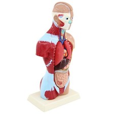 27cm Anatomique Humain Torse Anatomie Modèle Squelette Life Taille pour