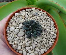 HAWORTHIA PARKSIANA cactus