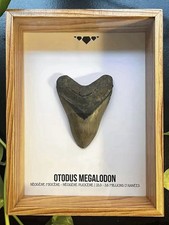 🦈 Dent d’Otodus Megalodon - Fossile Authentique - Encadré