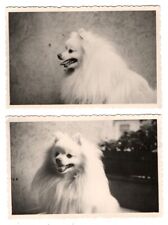 photo 2 tirages chien blanc Spitz  d'époque 1950 Spitz dog snapshot