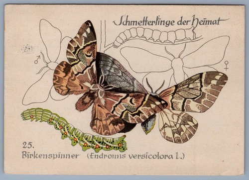 Butterflies the homeland - butterflies,