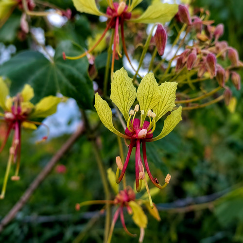 Bauhinia bracteata seeds - bauhinia,