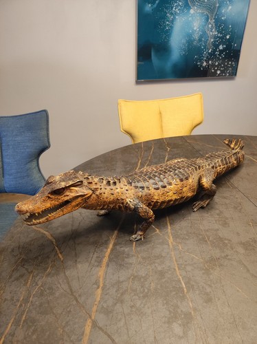 Crocodile caïman taxidermie - caïman,