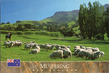 Postcard. Mustering Sheep. New Zealand.