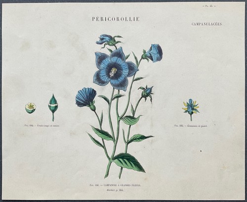 Herbier campanule grandes - campanule,