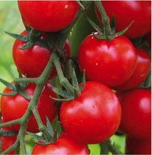50 Graines de Tomates Cerises