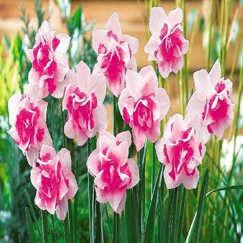 Bulbes narcisses - de,