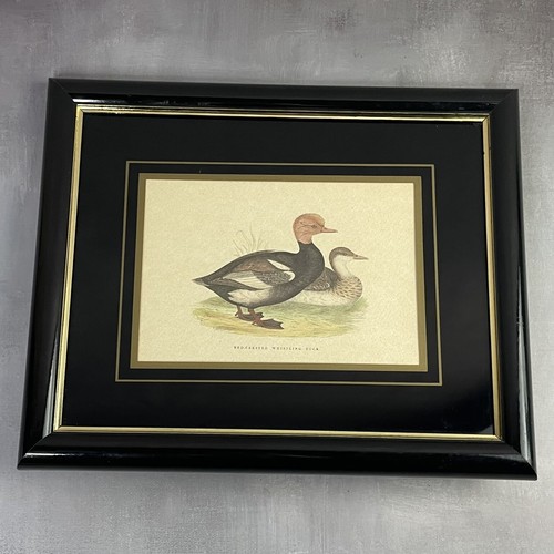 Gravure couleur canard