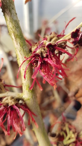 Hamamelis intermedia diane - hamamelis, 'diane'