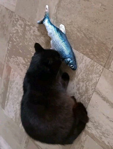 Jouet pour chat poisson - jouet,