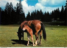 Animals - Horses - At the Pasture of the Jura - Filly and his Foal - New Card