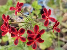 Pelargonium ardens / Géranium